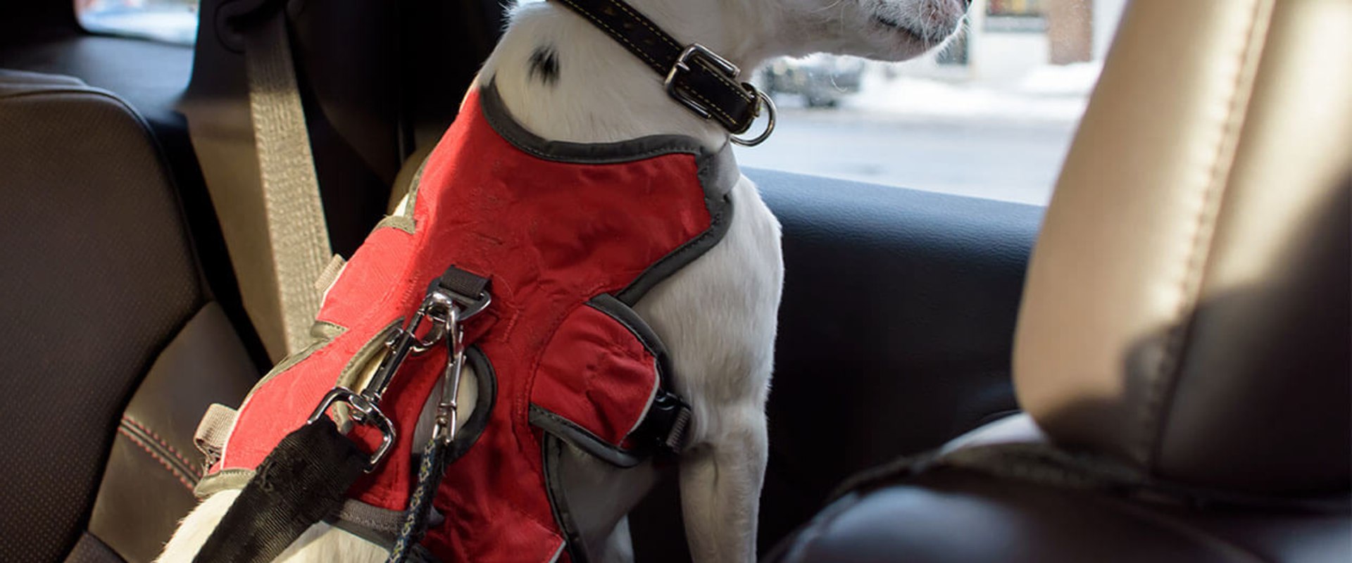 Navigating Long-Distance Transportation Logistics for Pets and Vehicles